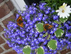 Schmetterlinge auf Lobelien