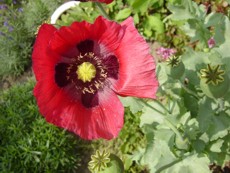 roter Schlafmohn